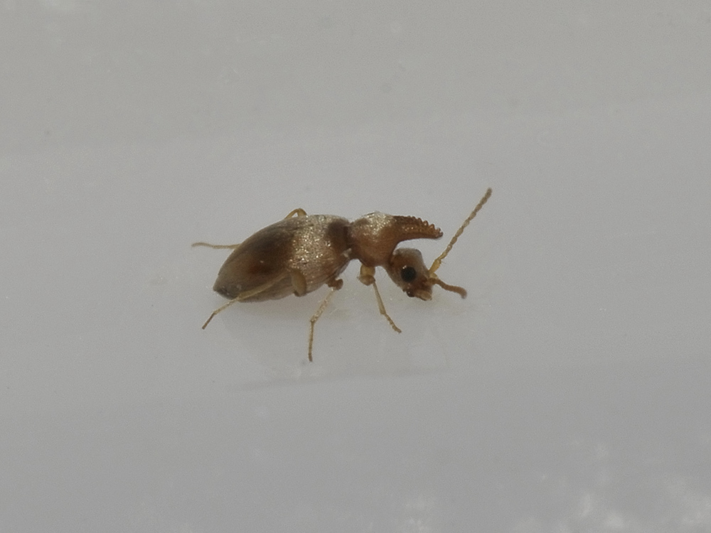 Mecynotarsus serricornis (Anthicidae)